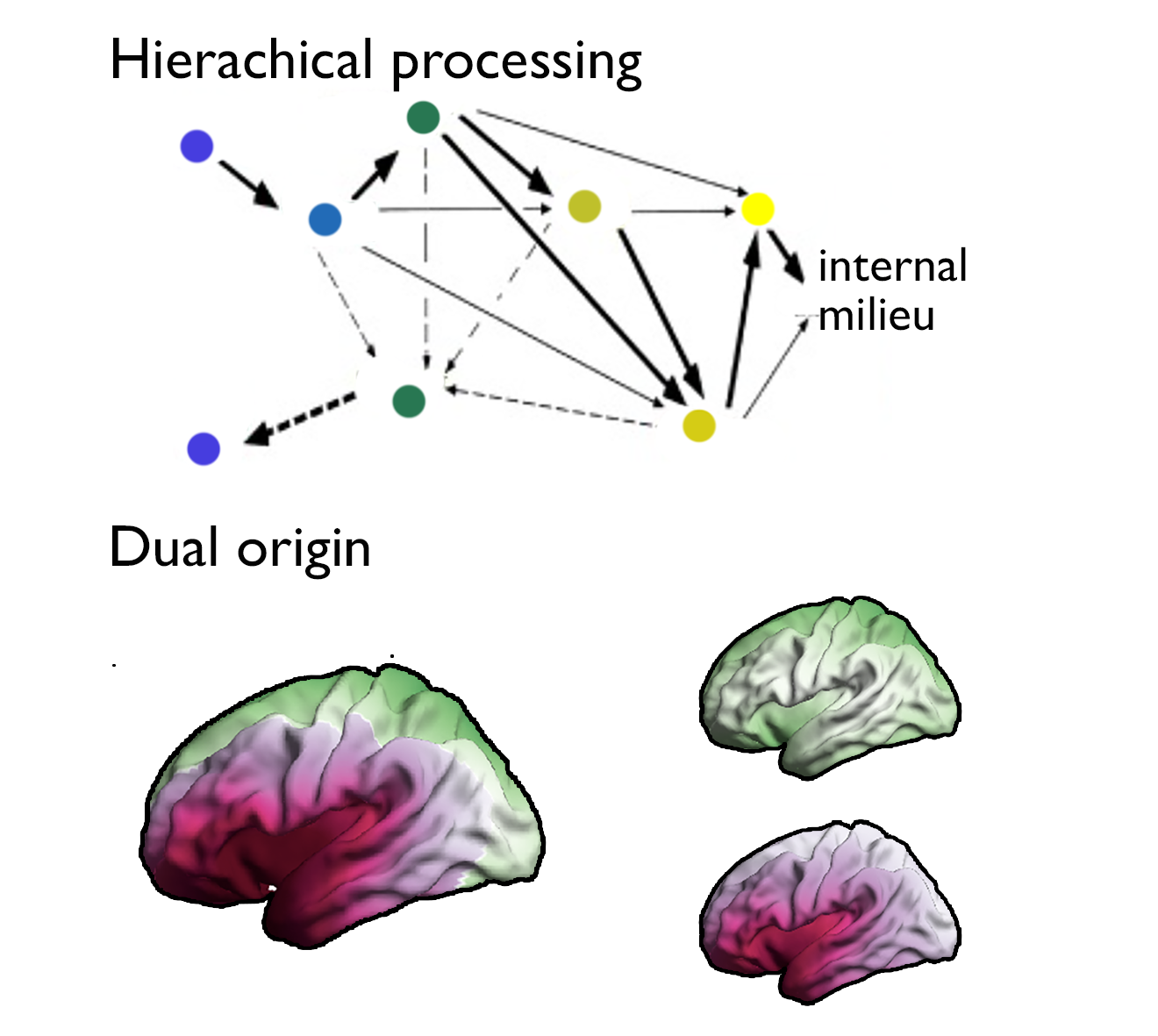 Brain organization illustration